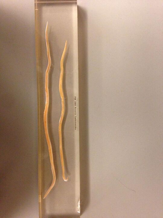 Nematoden